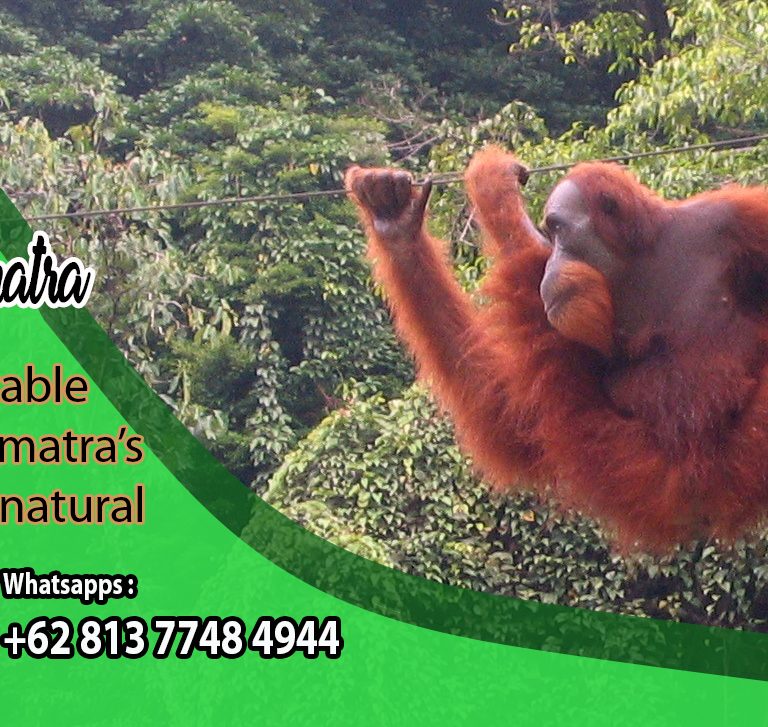 Sumatra Orang Utan Day Trip