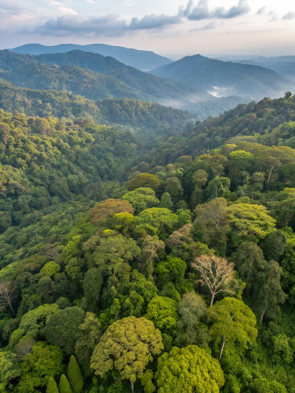 A panoramic view of the Gunung Leuser National Park, emphasizing the vastness and biodiversity explored during the Gunung Leuser Expedition.